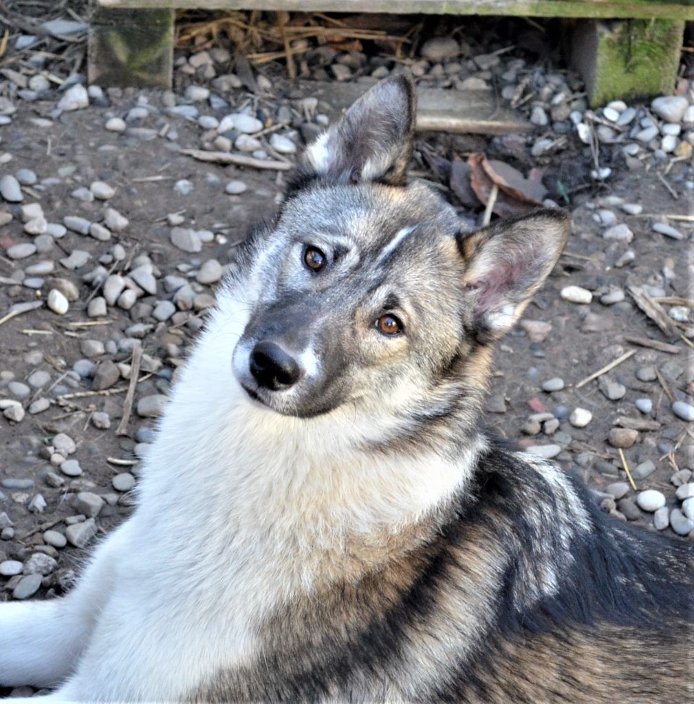 R'go Of Cheyenne's Spirit