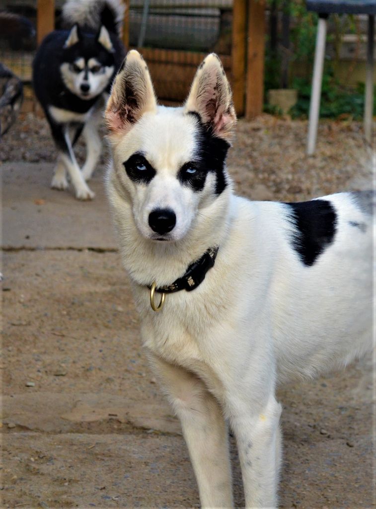 Pepsie of yukon spirit