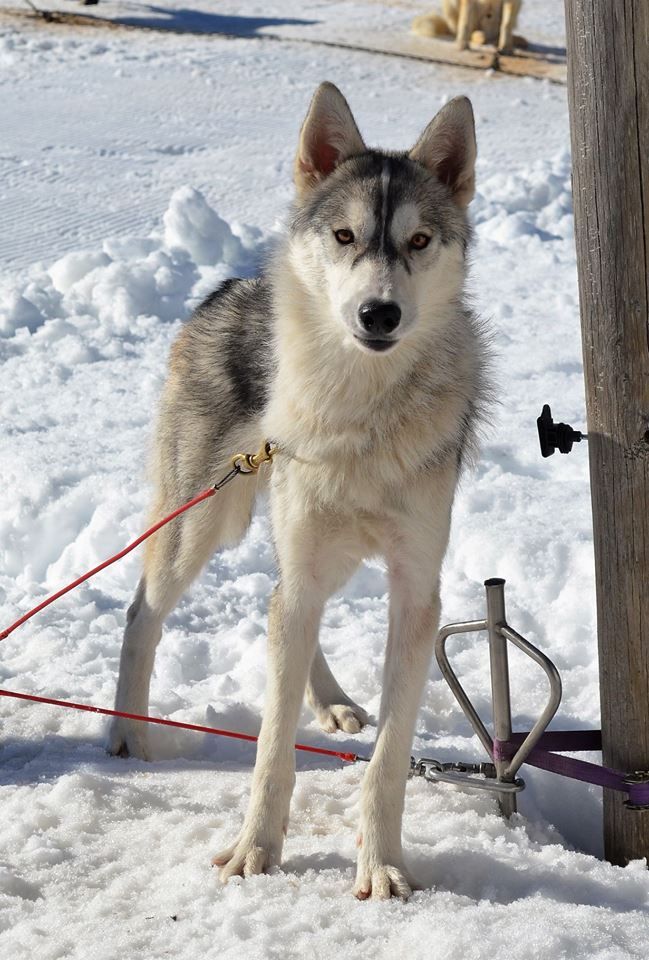 Ninja Of Cheyenne's Spirit