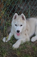 Of Cheyenne's Spirit - Siberian Husky - Portée née le 13/05/2016