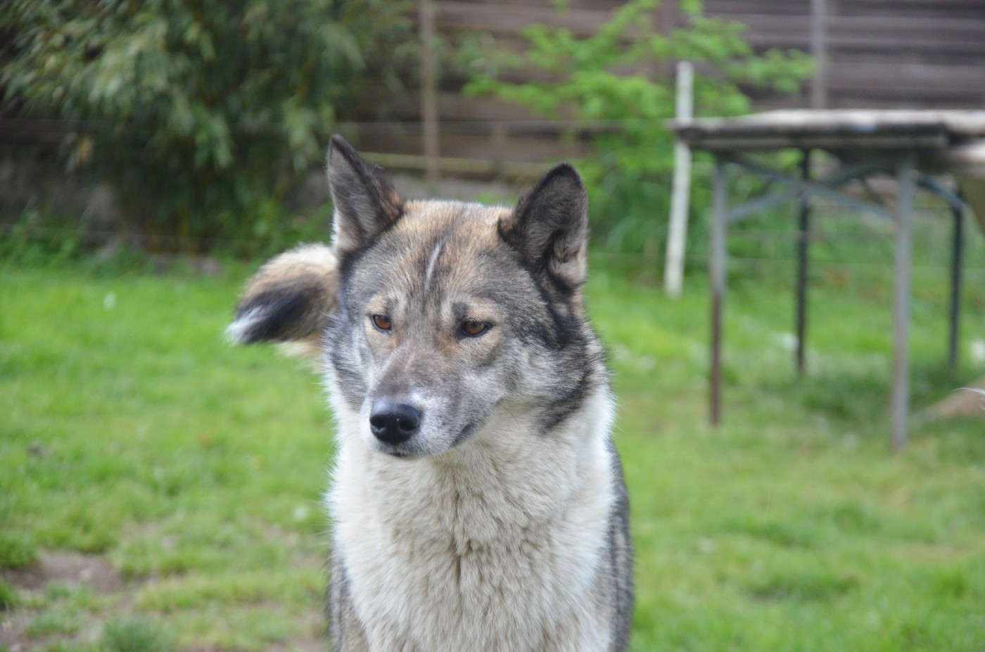 R'go Of Cheyenne's Spirit