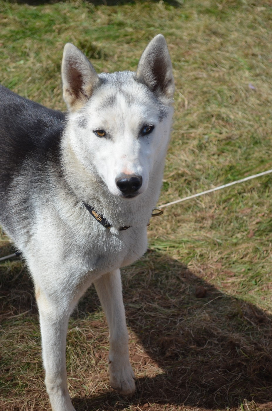 U'Yukon of iberian sled dog spirit
