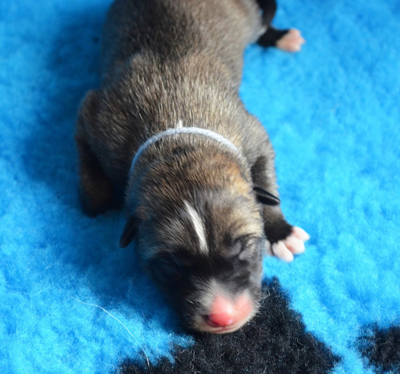 Of Cheyenne's Spirit - Chiots disponibles - Siberian Husky