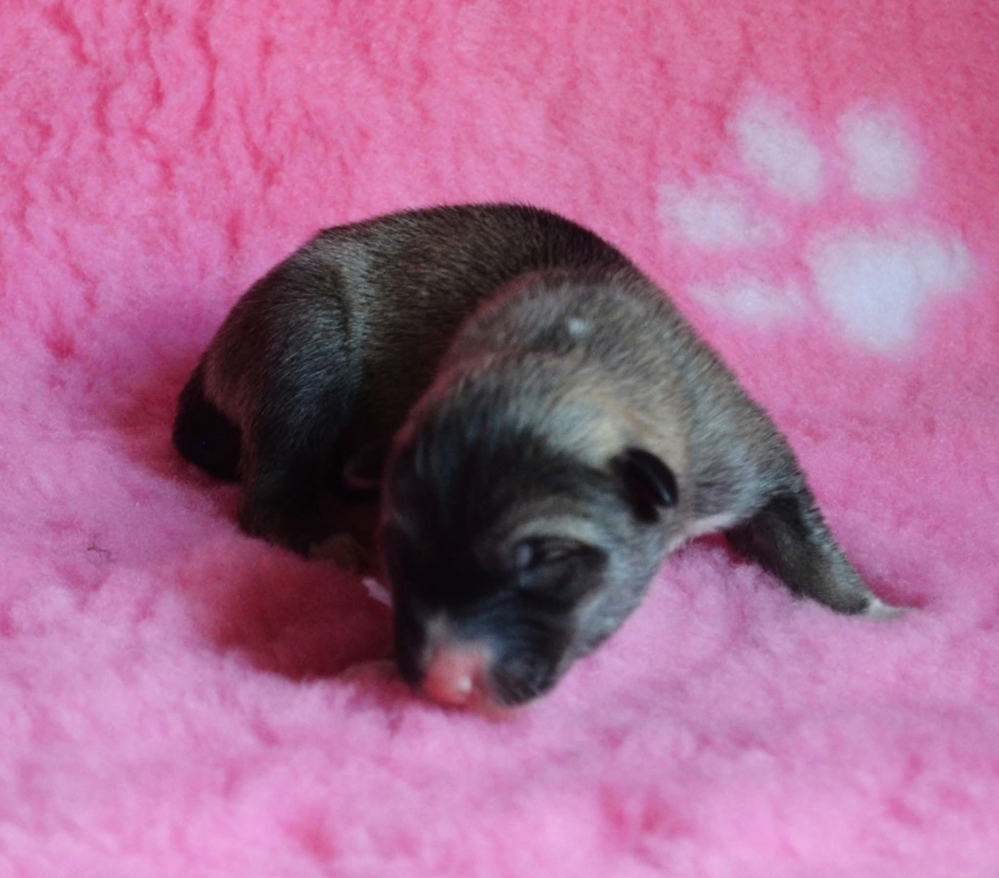 Of Cheyenne's Spirit - Chiots disponibles - Siberian Husky