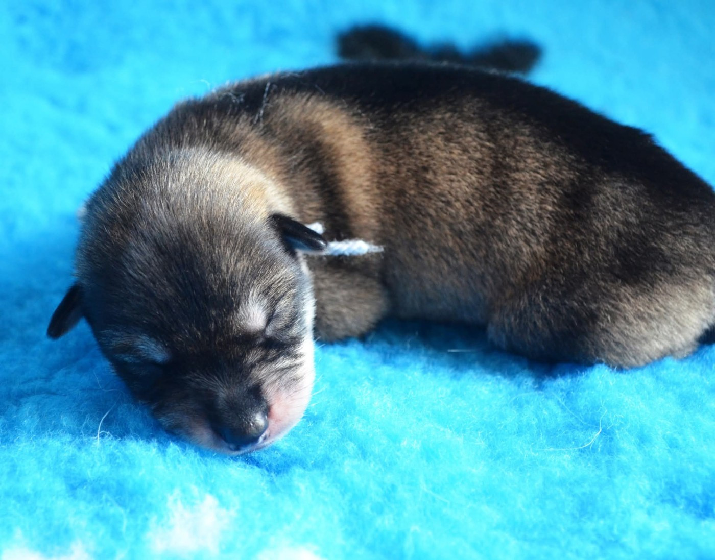 Of Cheyenne's Spirit - Chiots disponibles - Siberian Husky