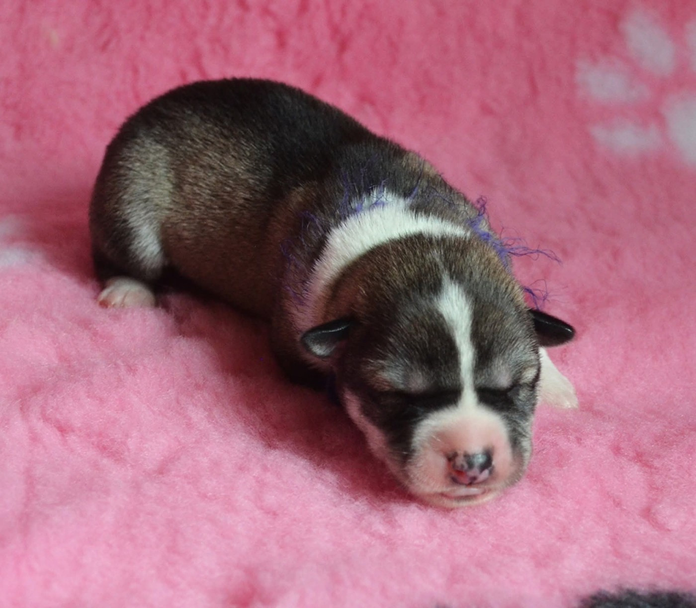 Of Cheyenne's Spirit - Chiots disponibles - Siberian Husky
