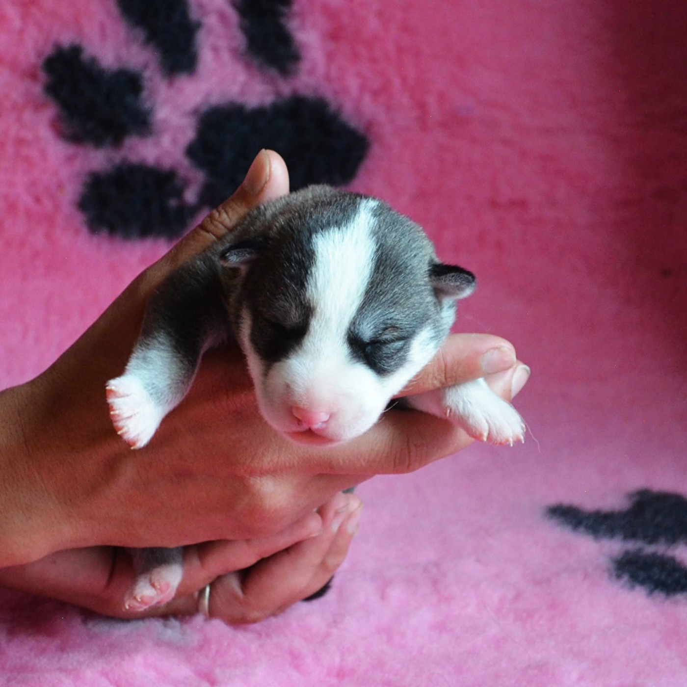 Of Cheyenne's Spirit - Chiots disponibles - Siberian Husky