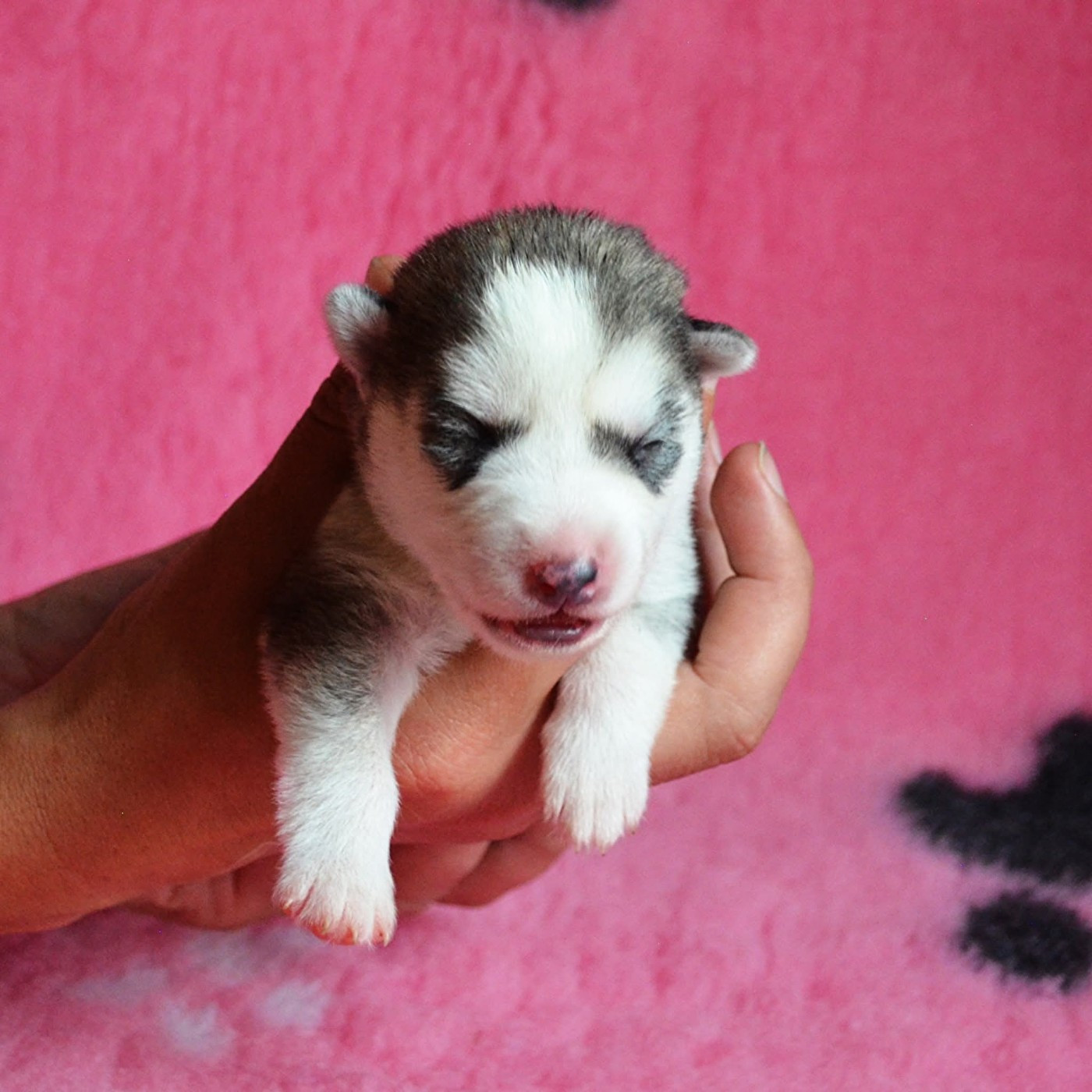 Of Cheyenne's Spirit - Chiots disponibles - Siberian Husky