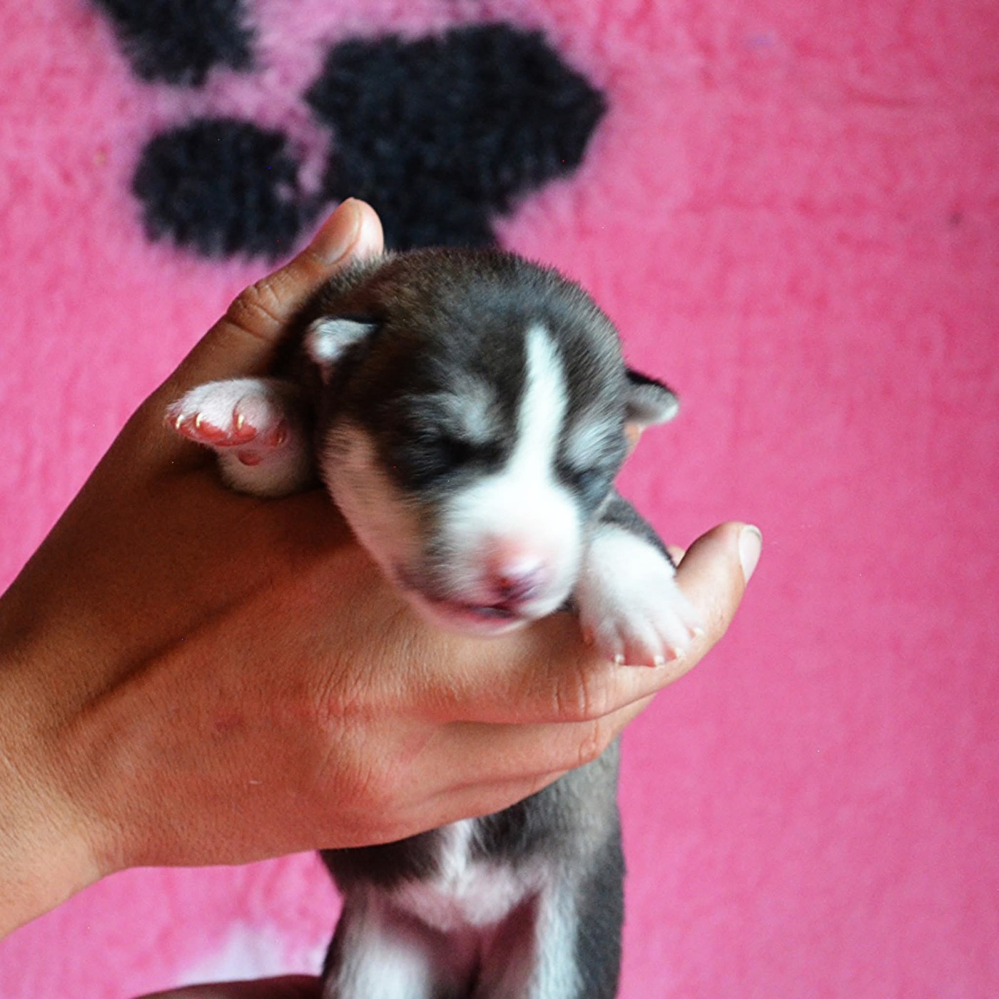 Of Cheyenne's Spirit - Chiots disponibles - Siberian Husky