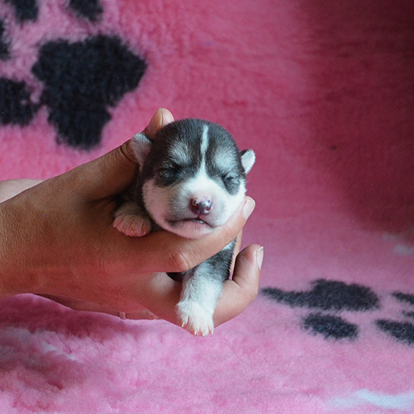 Of Cheyenne's Spirit - Chiots disponibles - Siberian Husky