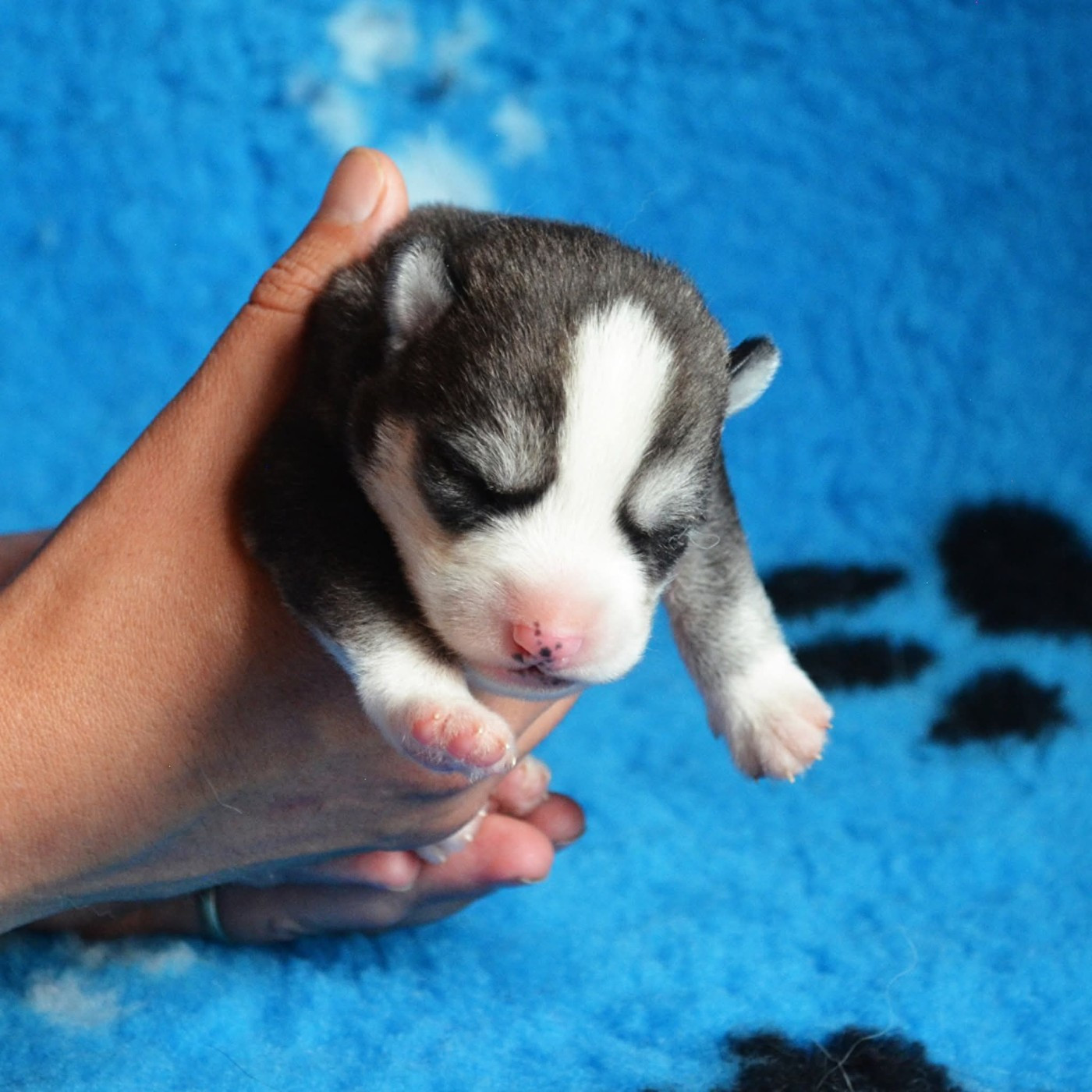 Of Cheyenne's Spirit - Chiots disponibles - Siberian Husky