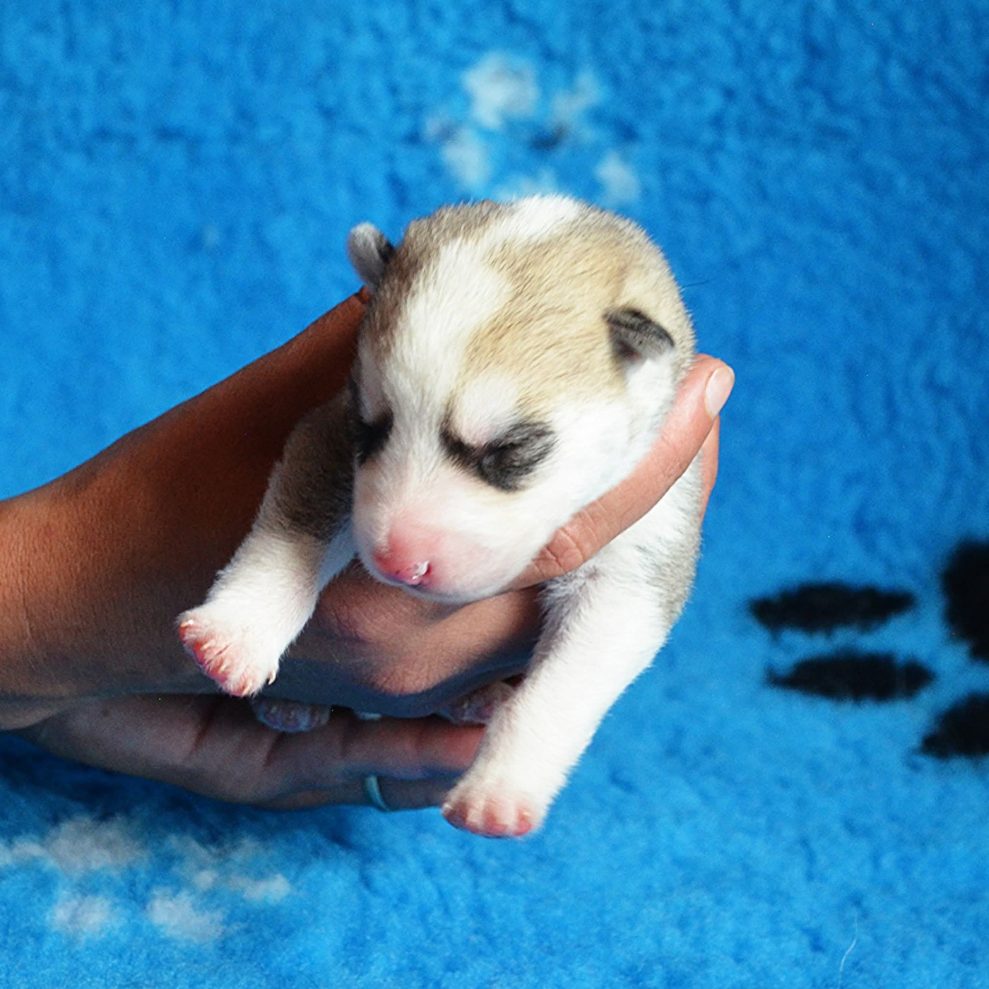 Of Cheyenne's Spirit - Chiots disponibles - Siberian Husky