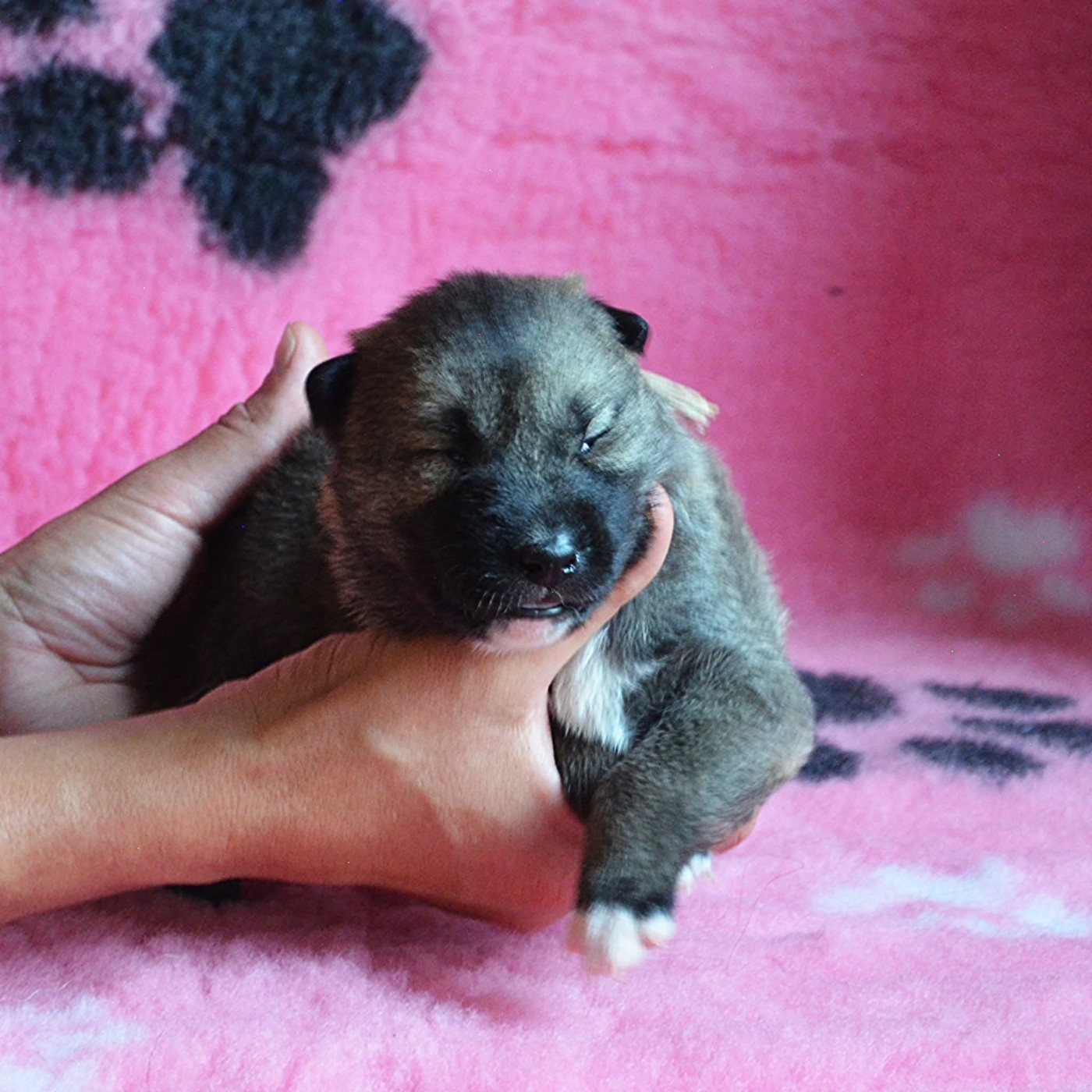 Of Cheyenne's Spirit - Chiots disponibles - Siberian Husky