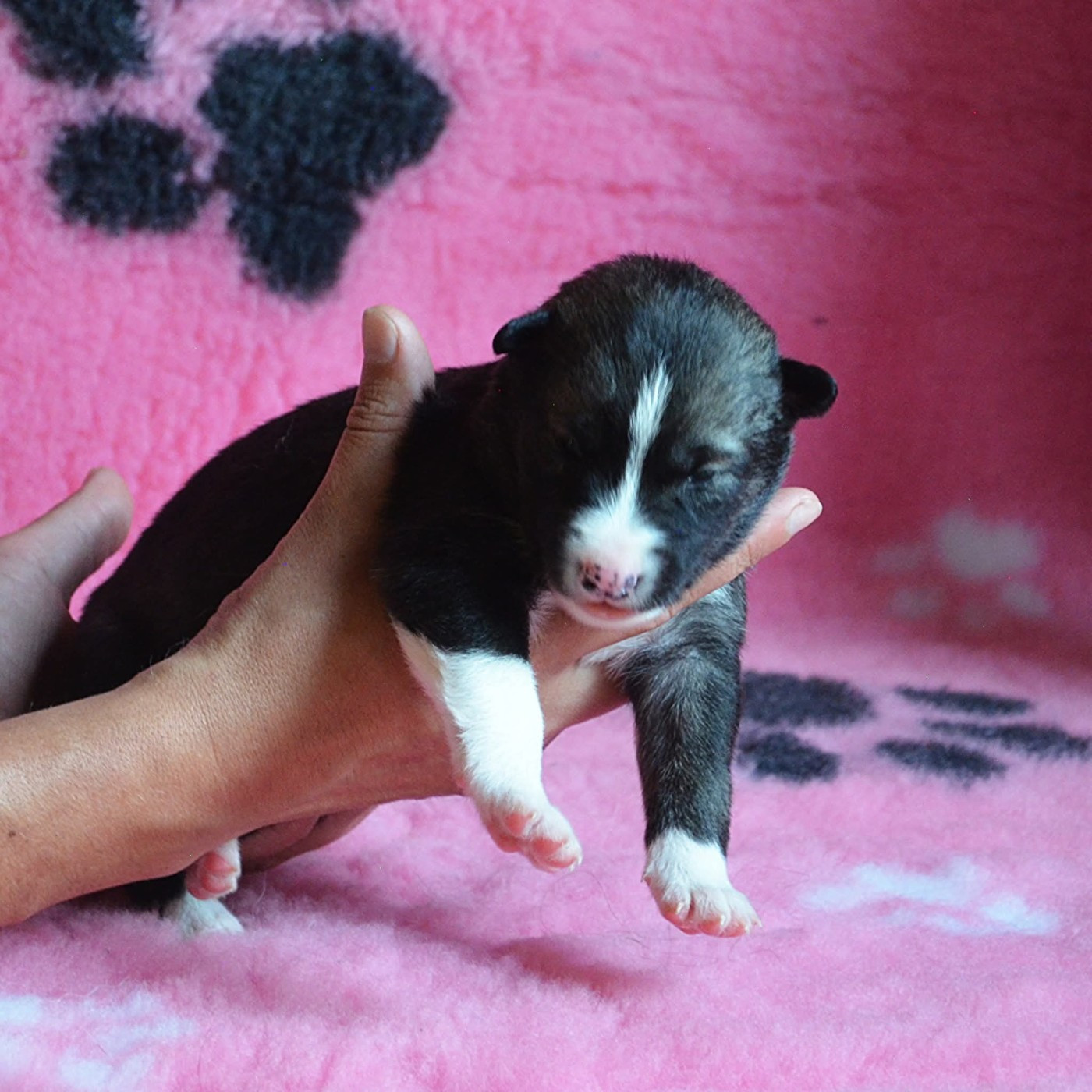 Of Cheyenne's Spirit - Chiots disponibles - Siberian Husky