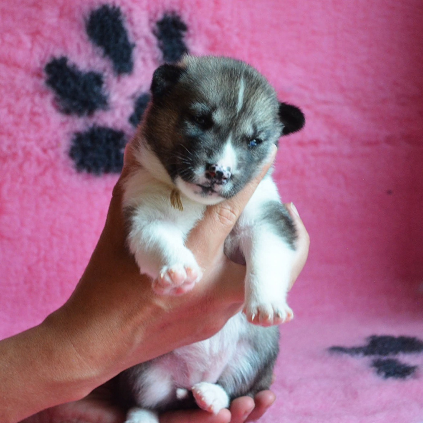 Of Cheyenne's Spirit - Chiots disponibles - Siberian Husky