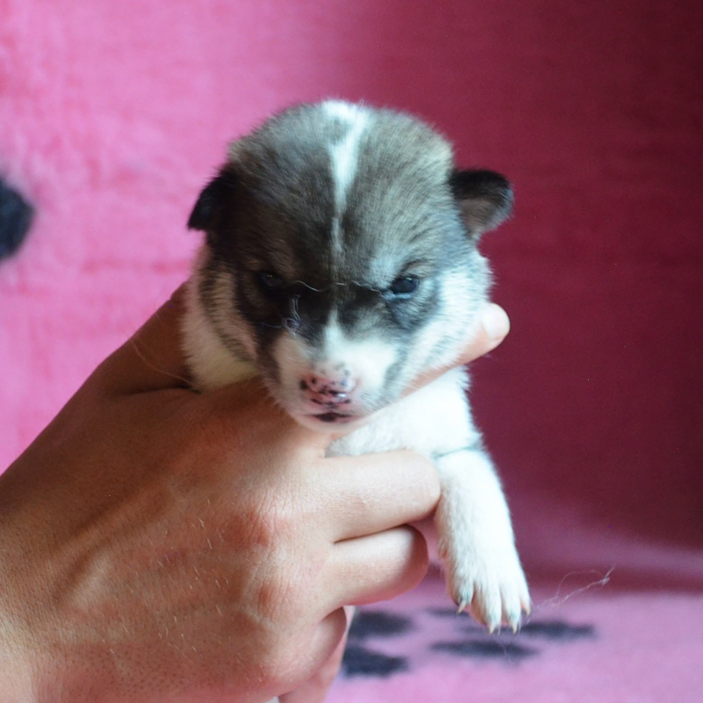 Of Cheyenne's Spirit - Chiots disponibles - Siberian Husky