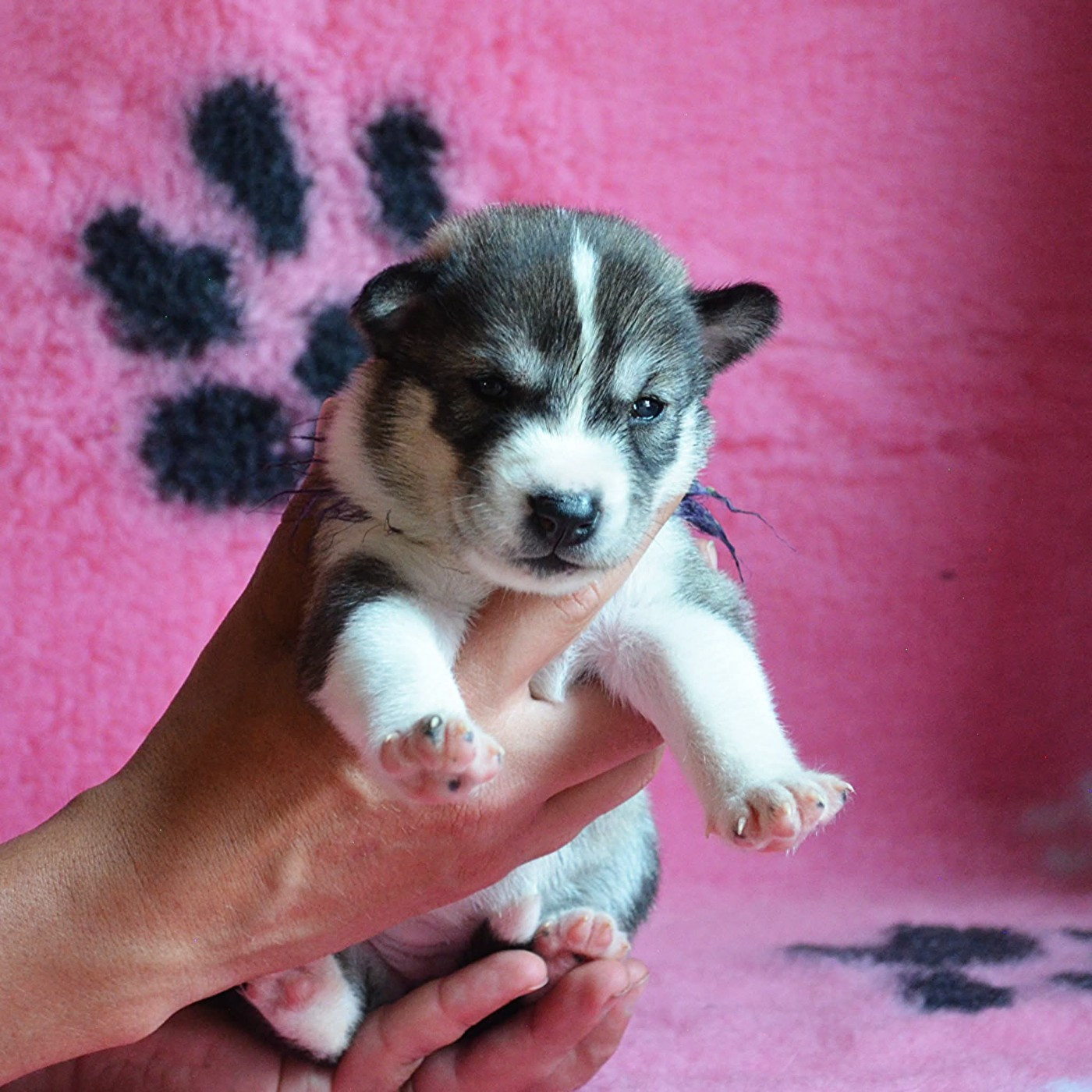 Of Cheyenne's Spirit - Chiots disponibles - Siberian Husky