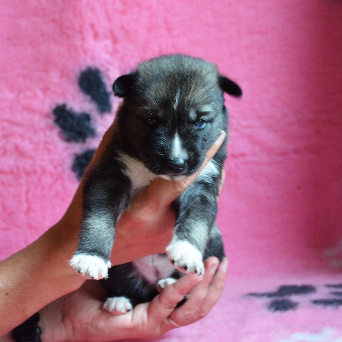 Of Cheyenne's Spirit - Chiots disponibles - Siberian Husky