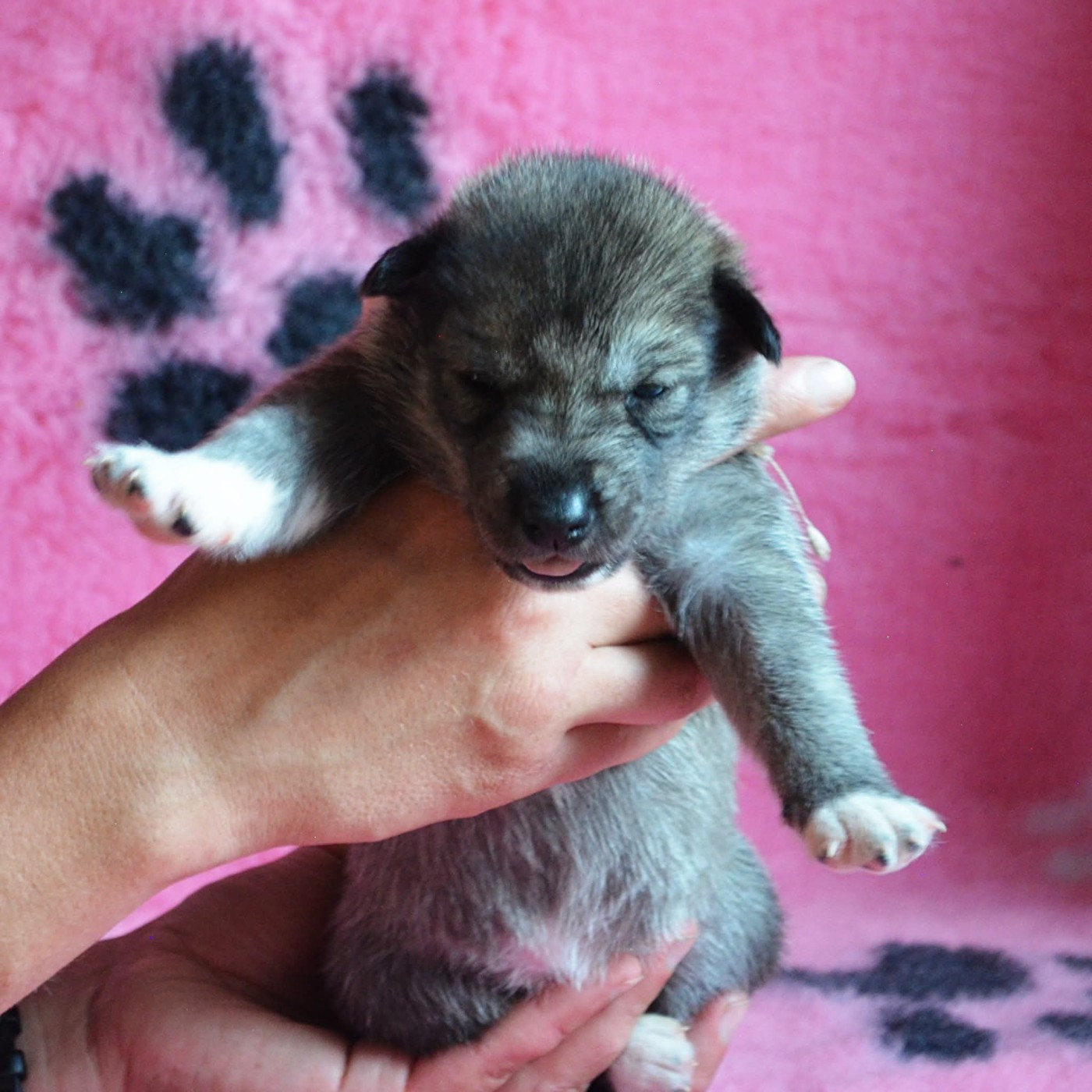 Of Cheyenne's Spirit - Chiots disponibles - Siberian Husky