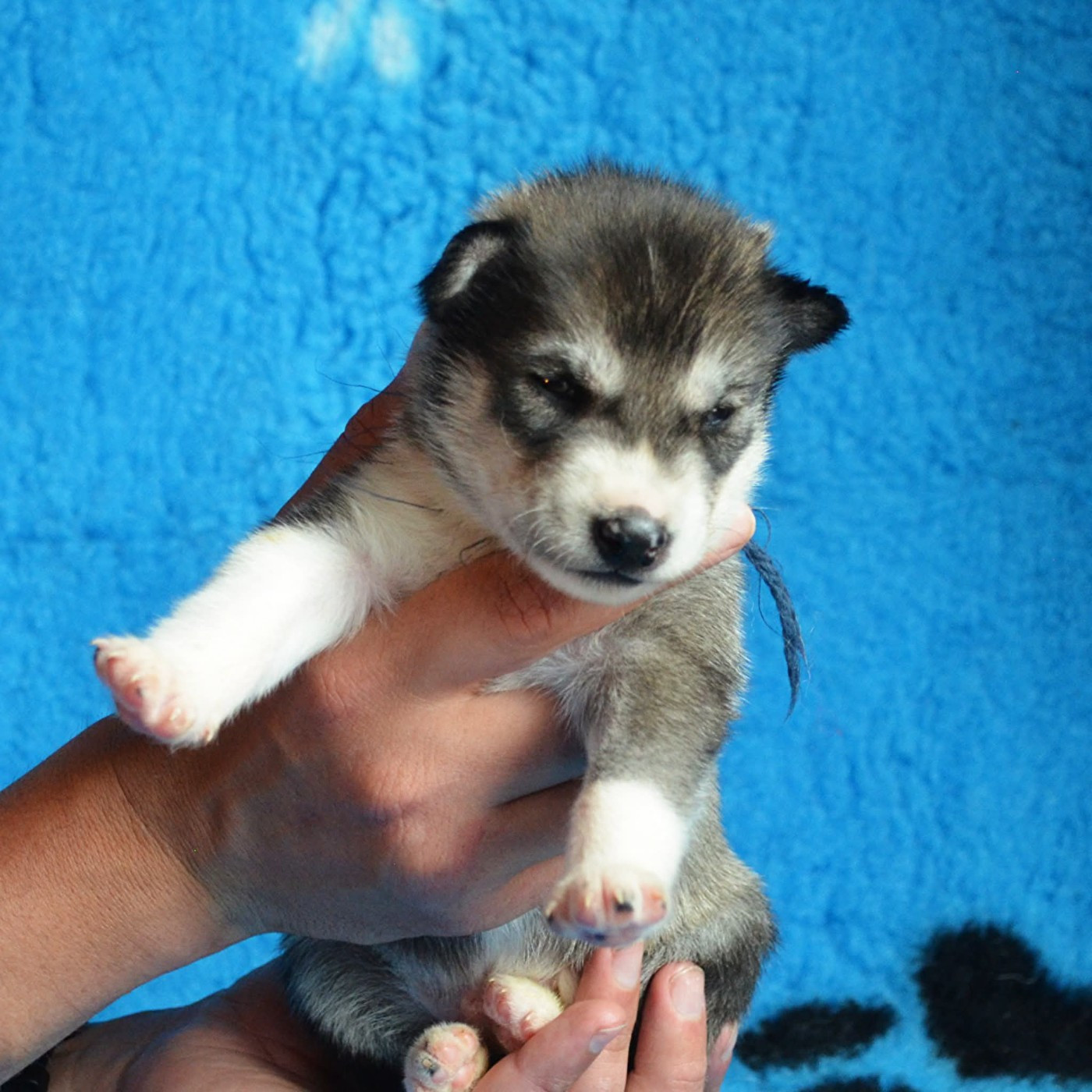 Of Cheyenne's Spirit - Chiots disponibles - Siberian Husky