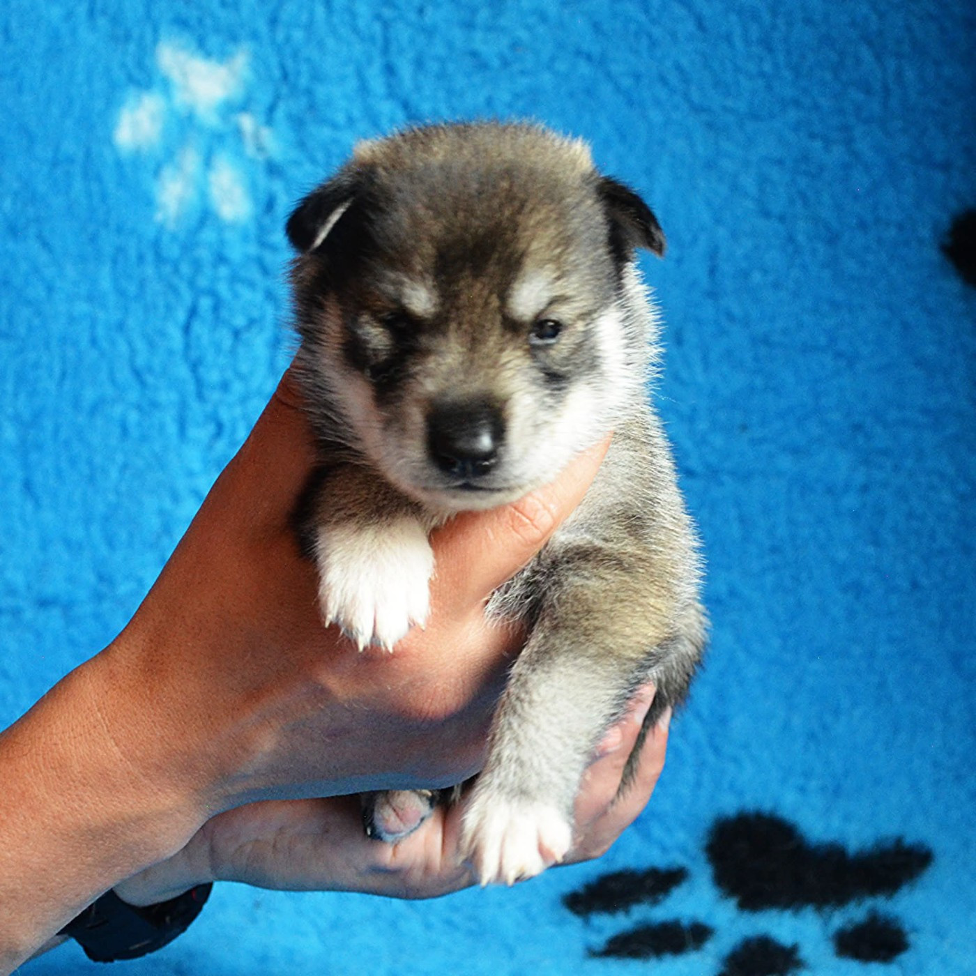 Of Cheyenne's Spirit - Chiots disponibles - Siberian Husky