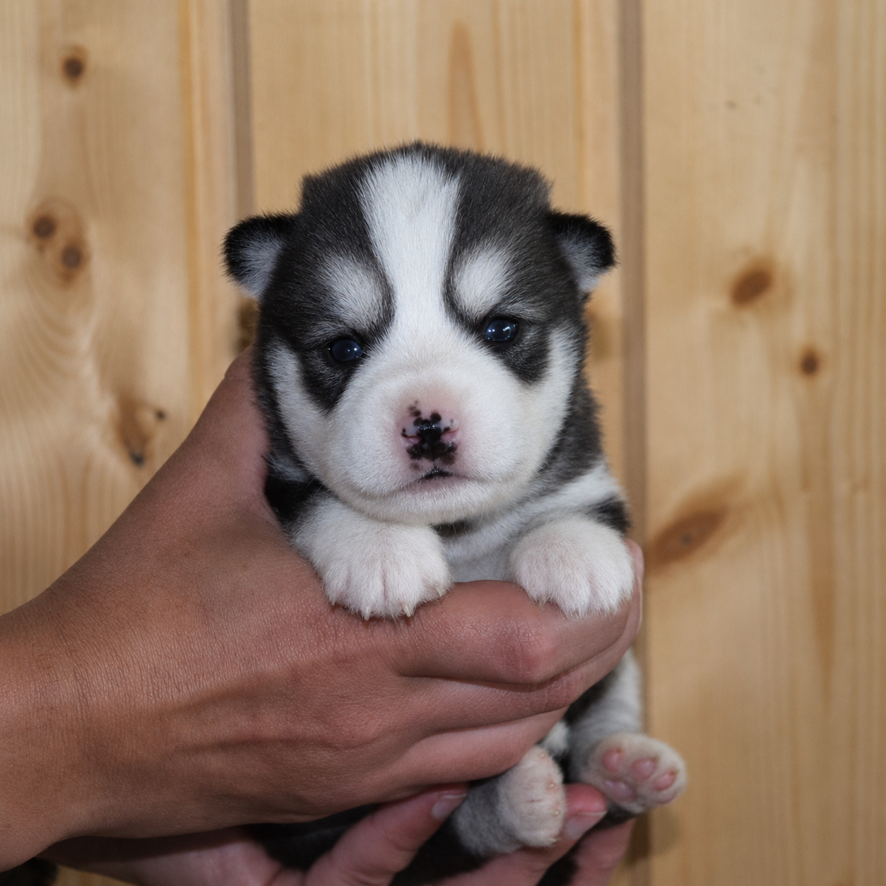 Of Cheyenne's Spirit - Chiots disponibles - Siberian Husky