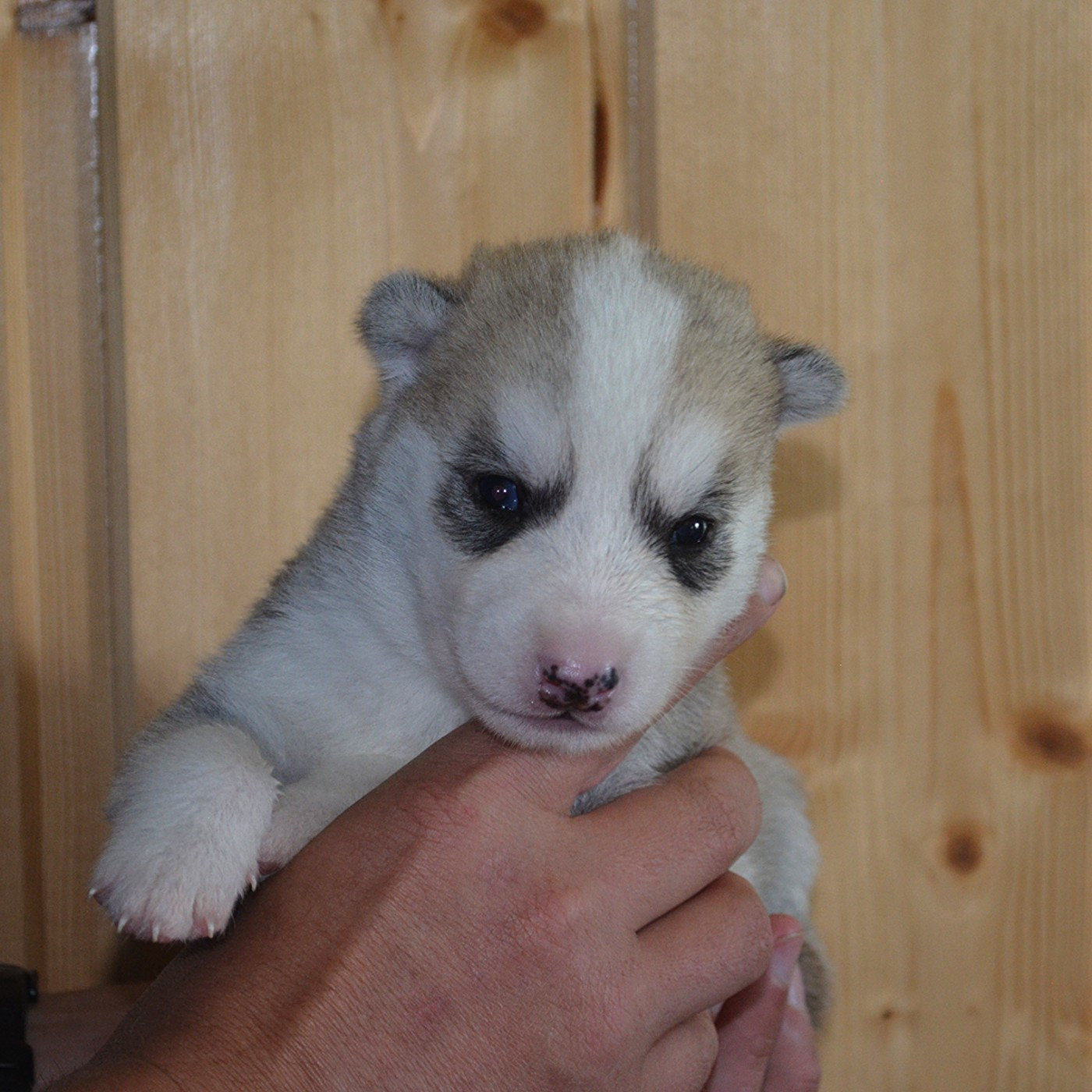 Of Cheyenne's Spirit - Chiots disponibles - Siberian Husky