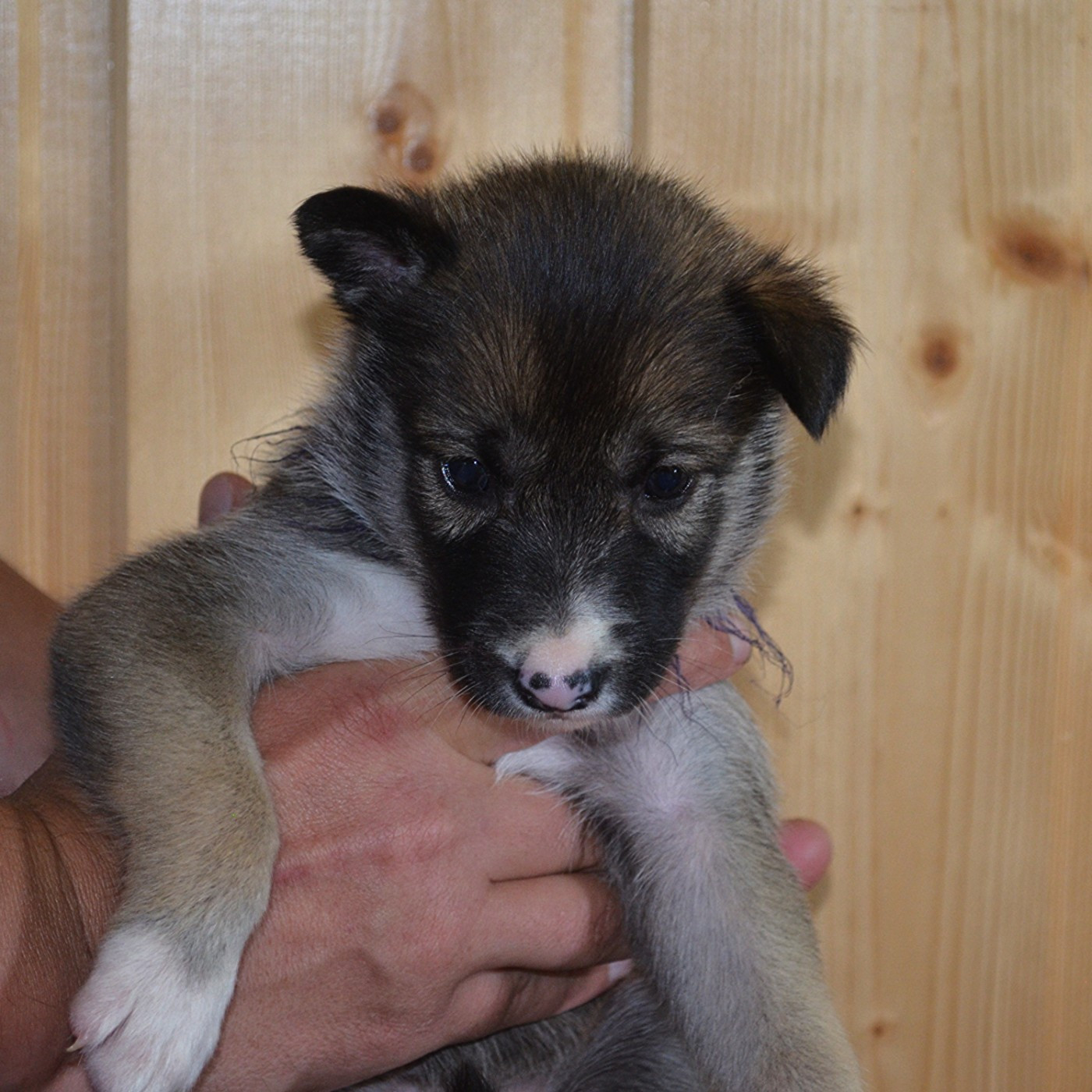Of Cheyenne's Spirit - Chiots disponibles - Siberian Husky