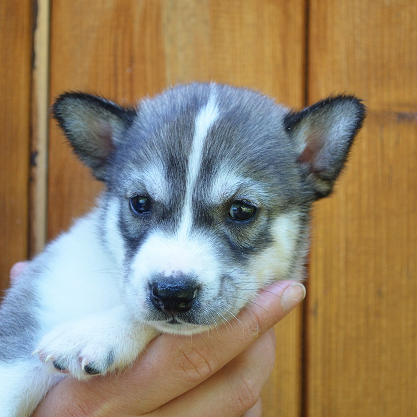 Of Cheyenne's Spirit - Chiots disponibles - Siberian Husky