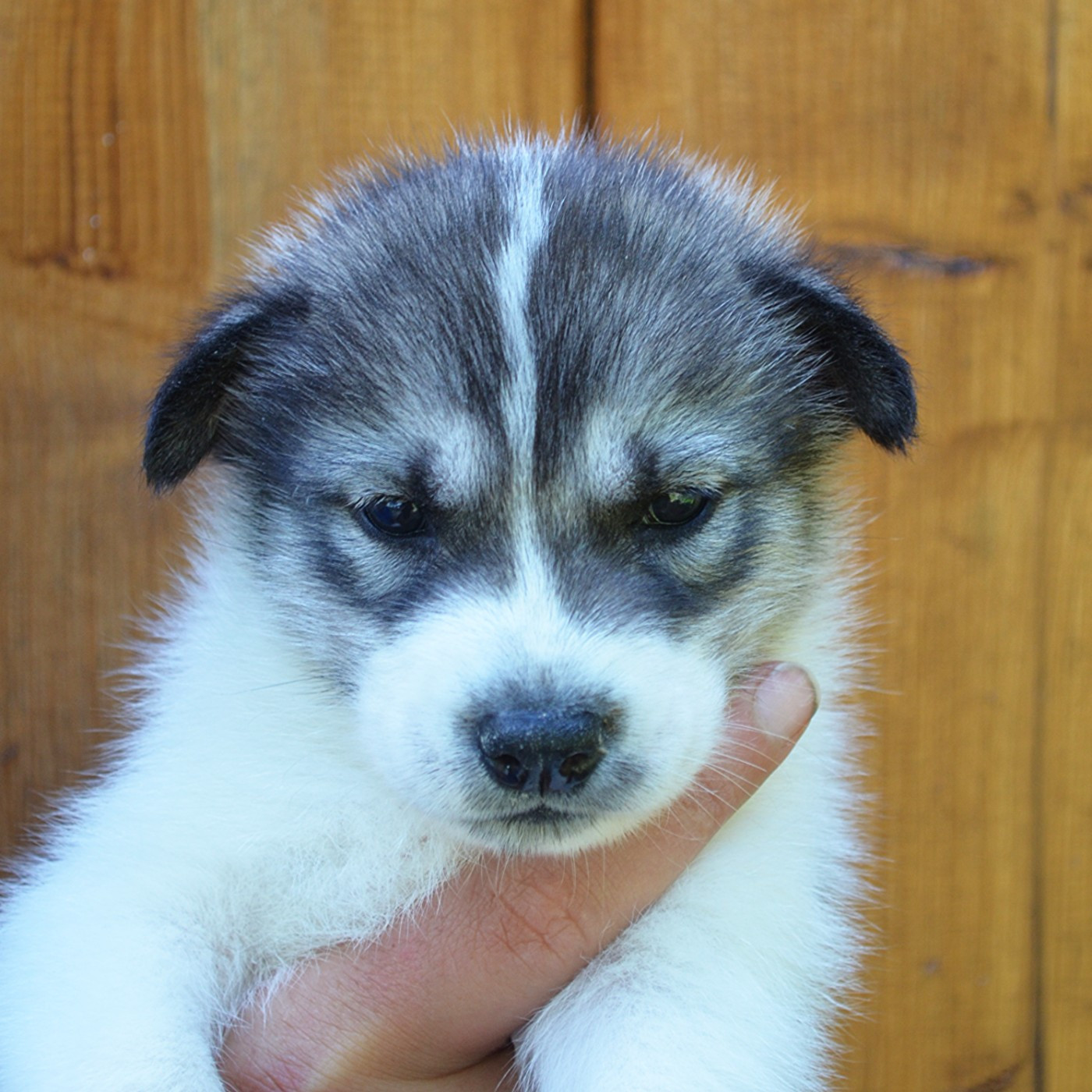 Of Cheyenne's Spirit - Chiots disponibles - Siberian Husky