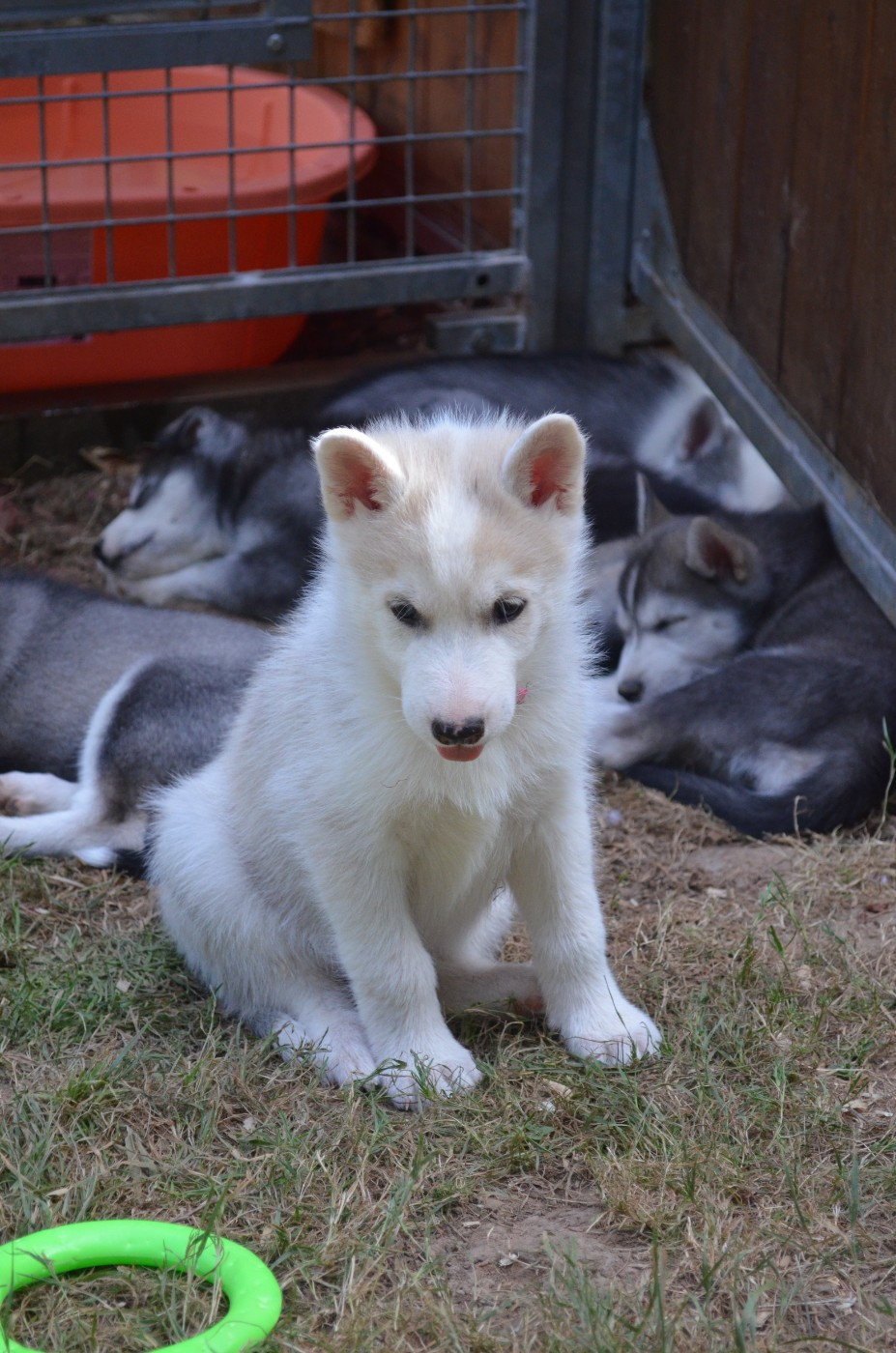 Of Cheyenne's Spirit - Chiots disponibles - Siberian Husky