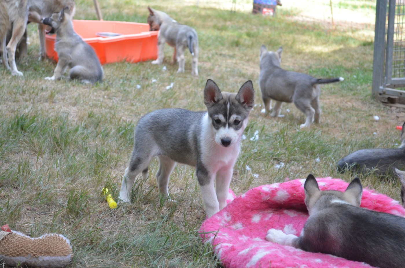 Of Cheyenne's Spirit - Chiots disponibles - Siberian Husky