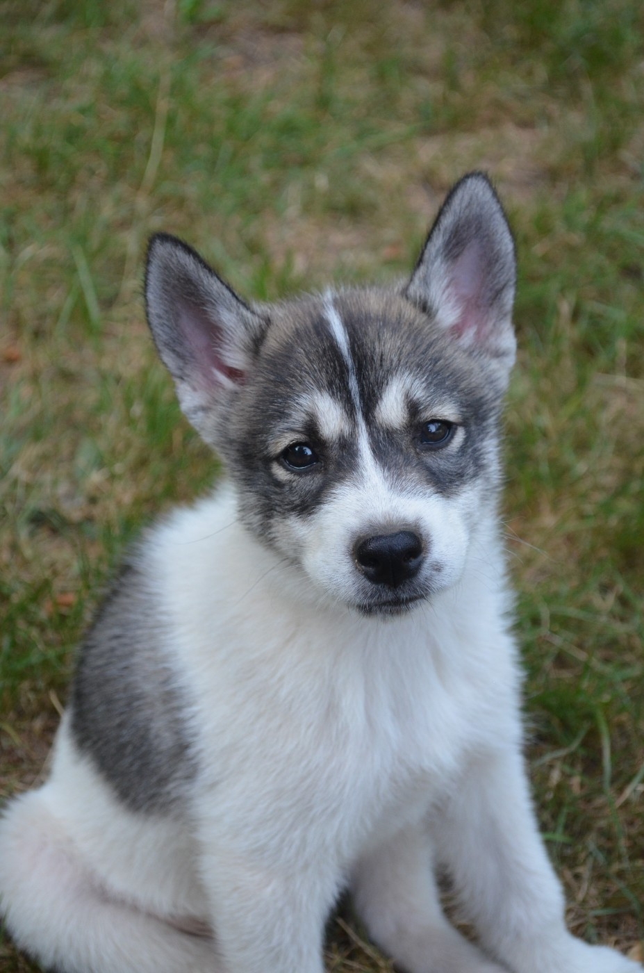 Of Cheyenne's Spirit - Chiots disponibles - Siberian Husky