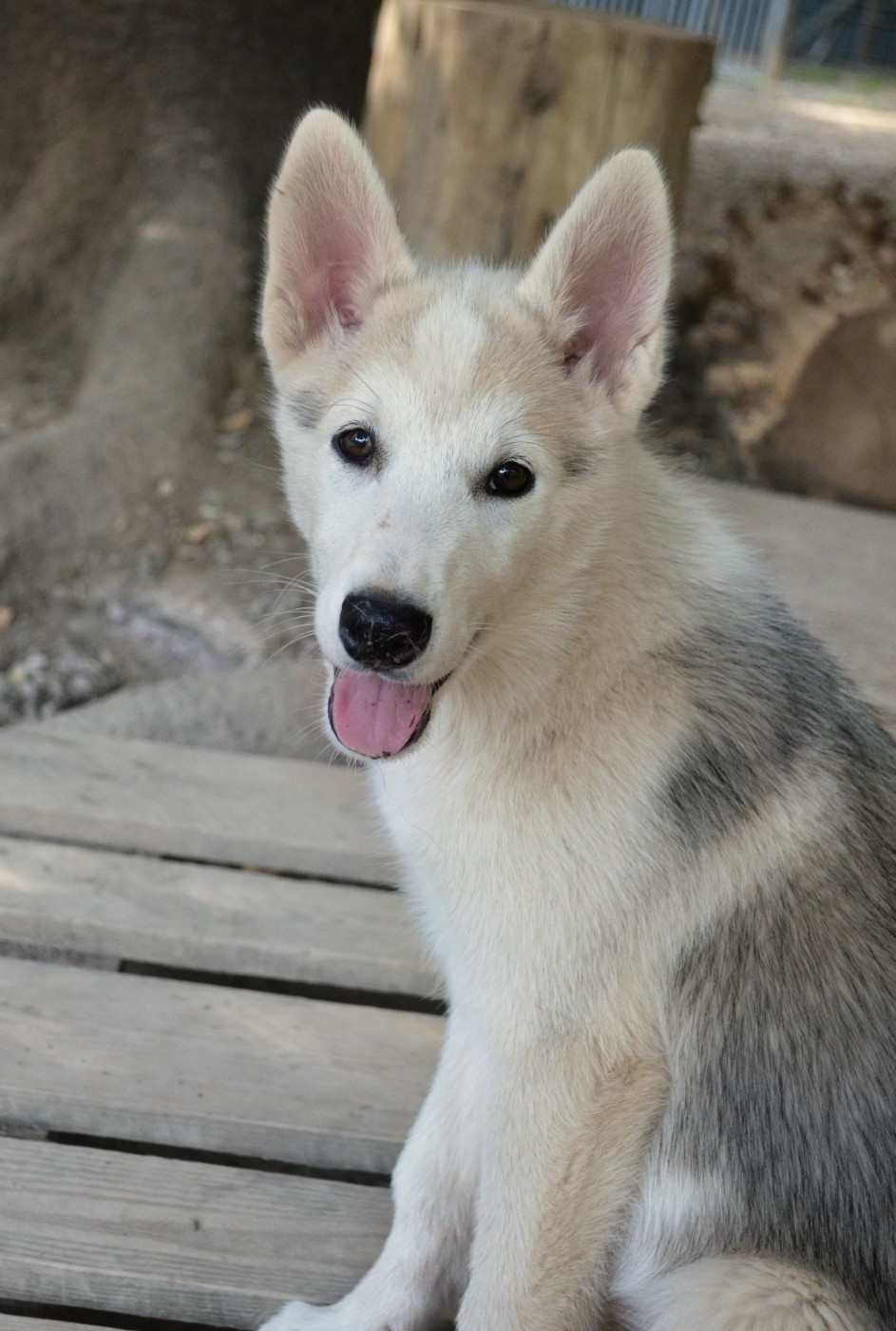 Of Cheyenne's Spirit - Chiots disponibles - Siberian Husky