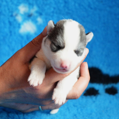 CHIOT 7