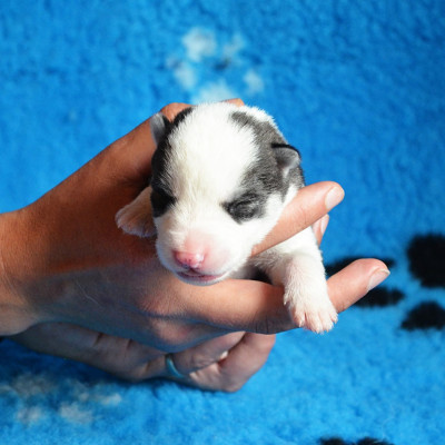 CHIOT 8