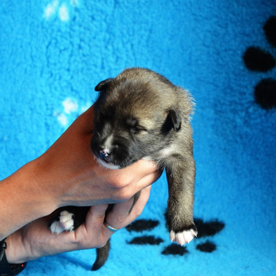 CHIOT 7