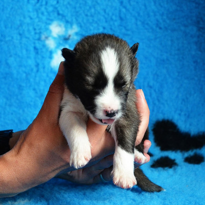 CHIOT 8