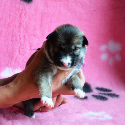 CHIOT 3