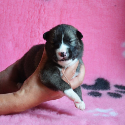 CHIOT 4