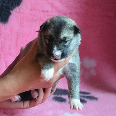 CHIOT 5